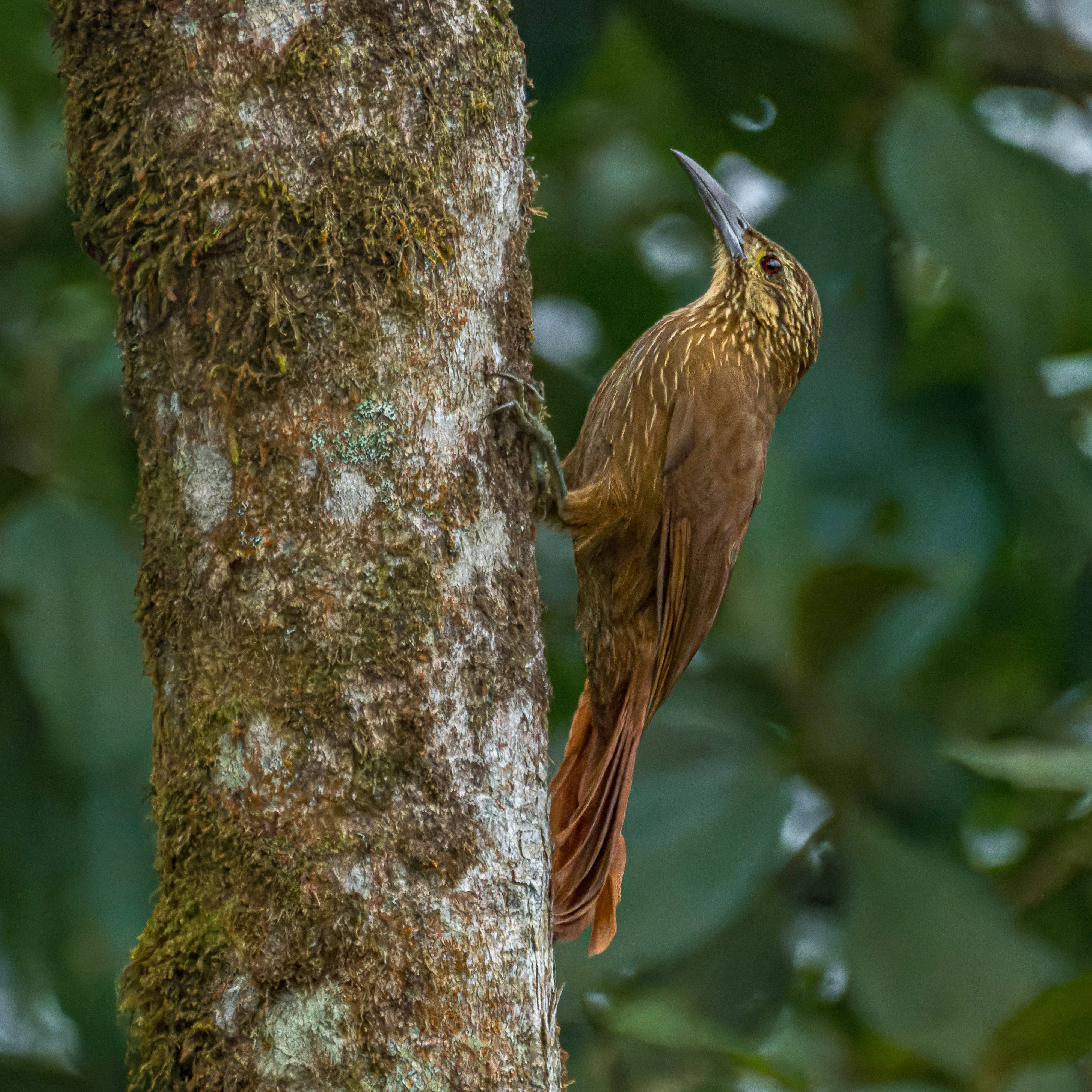 Strong-billed Woodcreeper